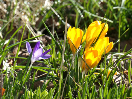 Krokusse im Vorgarten