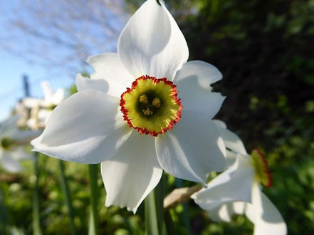 Als letzte blüht die Pfauenaugen-Narzisse (Narcissus poeticus var. recurvus)