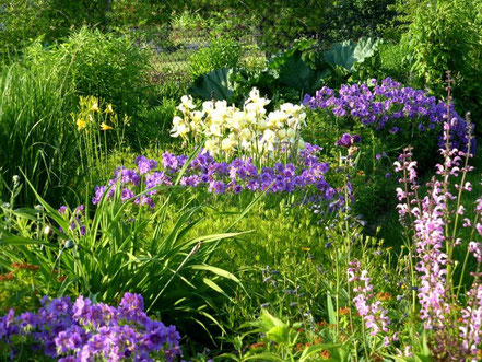Beet mit Iris und Storchschnabel (Geranium magnificum 'Rosemoor')