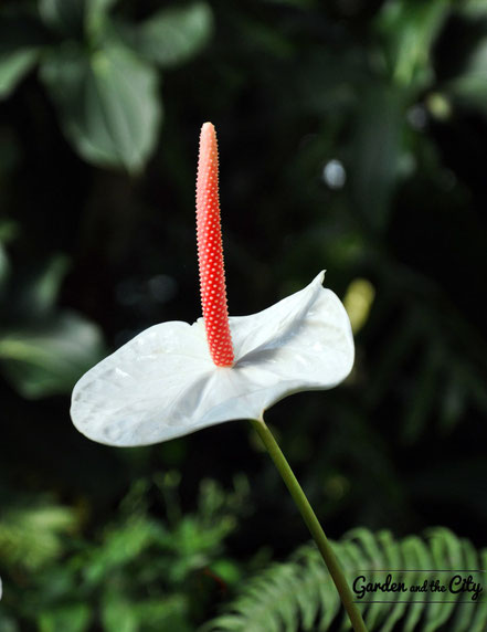Fleur blanche d'anthurium au Parc Phoenix à Nice