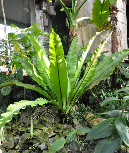 Superbe asplenium nidus au Parc Phoenix à Nice