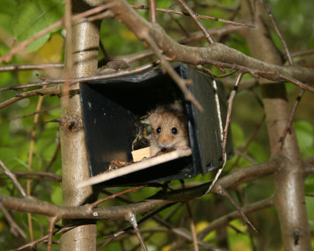 Haselmaus