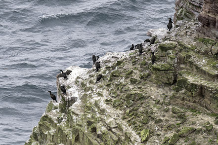 Bild: Cap Fréhel in der Bretagne hier mit Blick auf den Vogelfelsen am GR 34