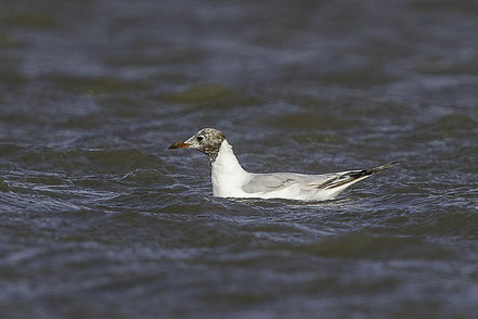 Bild: Vogel in der Camargue in Saintes-Maries-de-la-Mer