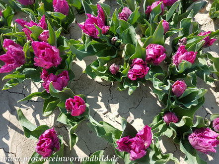 Bild: Tulpenfelder bei Jonquiéres, Vaucluse, Provence 