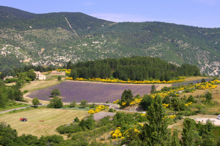 Bild: Aurel am Mont Ventoux