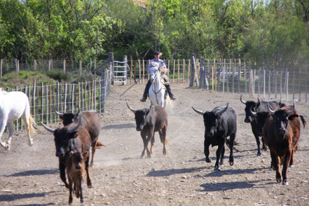 Bild: Fahrt mit der TIKI III bei Saintes-Maries-de-la-Mer, Camargue 