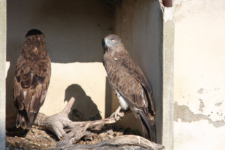 Bild: zwei Schlangenadler im Parc ornithologique de Pont-de-Gau