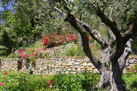 Bild: Jardin de l´Abbaye de Valsaintes, Simiane-la-Rotonde