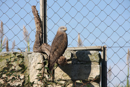 Bild: Parc ornithologique de Pont-de-Gau