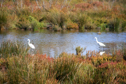 Bild: Parc ornithologique de Pont-de-Gau