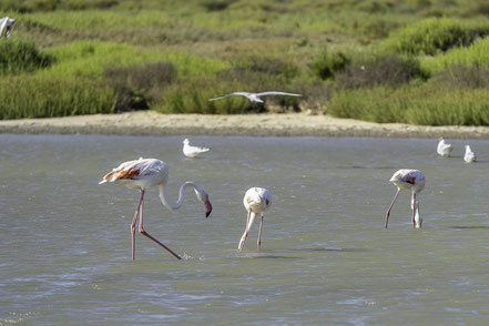 Bild: Flamingos in der Camargue in Saintes-Maries-de-la-Mer
