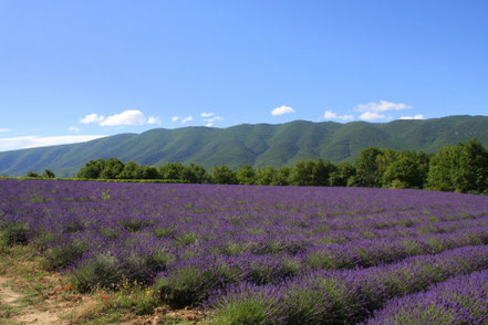 Bild: Lavendelroute bei St.-Martin-de-Castillon