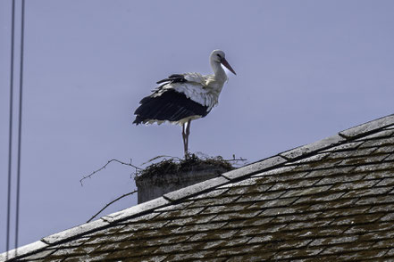 Bild: Storch in Comporta in Portugal