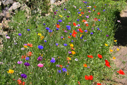 Bild: Wiesenblumen im Jardin de l´Abbaye de Valsaintes, Simiane-la-Rotonde