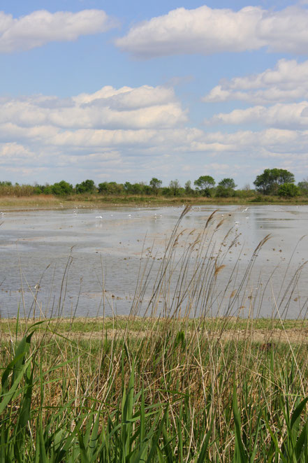 Bild: in der Camargue bei Saintes-Maries-de-la-Mer