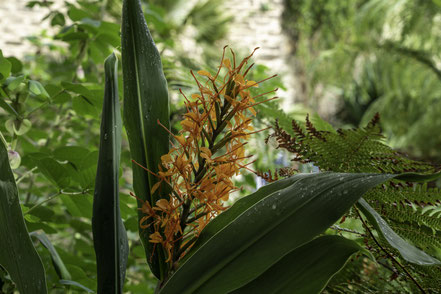 Bild: Botanischer Garten in Quimper