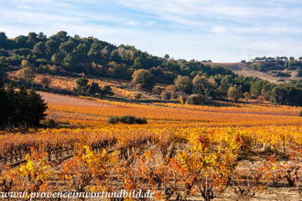 Bild: Herbst in den Dentelles de Montmirail