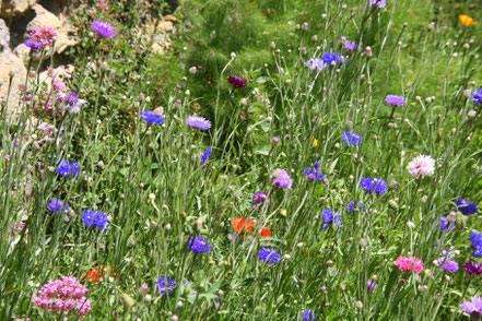 Bild: Wildblumen im Jardin de l´Abbaye de Valsaintes, Simiane-la-Rotonde