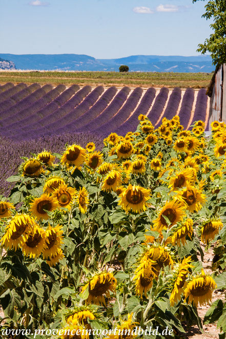 Bild: Lavendeltour hier bei Valensole