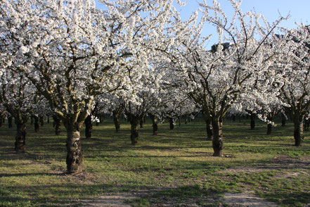 Bild: Frühling in Bonnieux