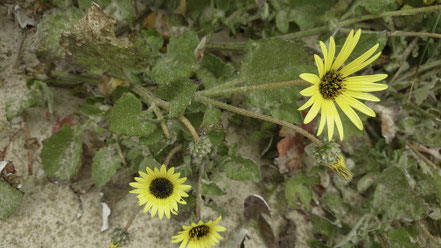 Bild: Flora an der Praia de Mira in Portugal 