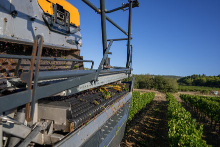 Bild: Traubenlese auf Vignobles Chasson-Château Blanc, Rossillon