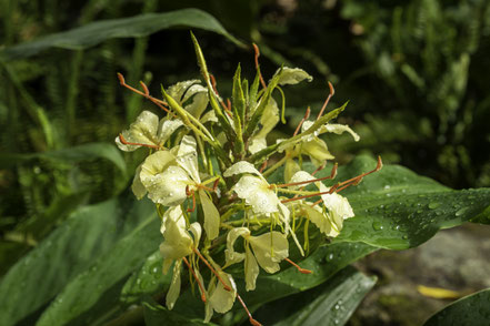 Bild: Botanischer Garten in Quimper