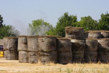 Bild: Lavendeltour hier bei Valensole 