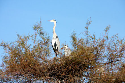 Bild: Parc ornithologique de Pont-de-Gau