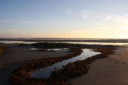 Bild: Abendstimmung am Étang du Fangassier