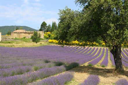 Bild: Lavendelfeld bei Aurel im Vaucluse in der Provence