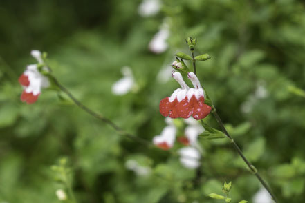 Bild: Botanischer Garten in Quimper 