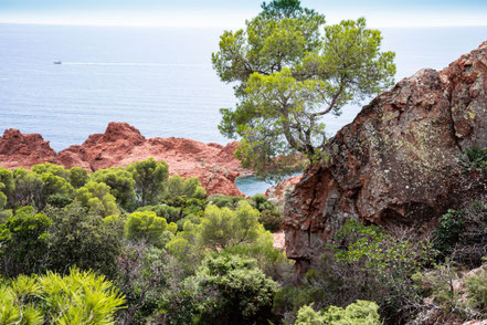 Bild: Cap Dramont, Massif de l´Estérel 