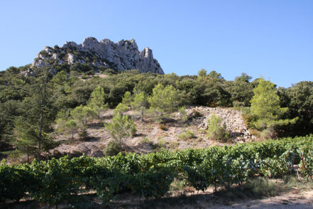 Bild: Wanderung in den Dentelles de Montmirail 