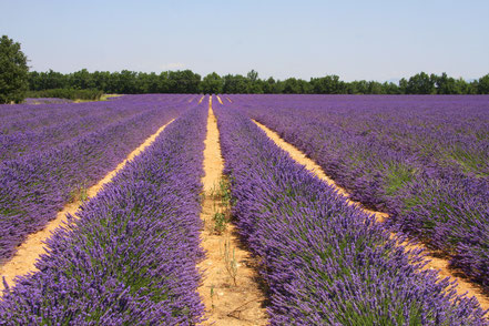 Bild: Lavendeltour hier Plateau Valensole 