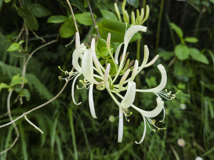 Bild: Flora bei einer Wanderung entlang der Nive zum Pas de Roland bei Itxassou