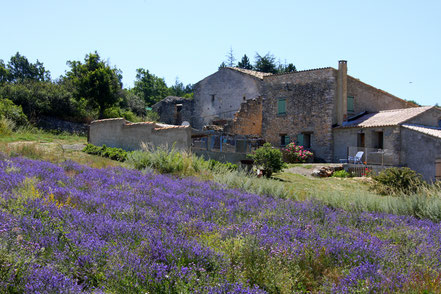 Bild: Lavendeltour mit Lavendelfeld und Farm im hintergrund