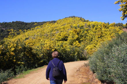 Bild: Wanderung im Mimosenwald