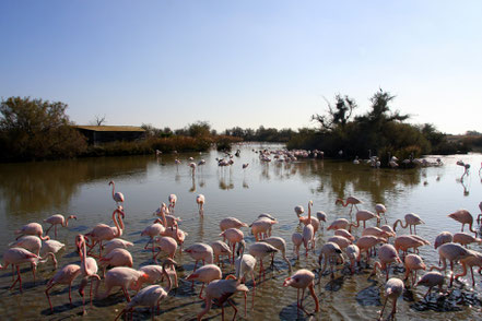 Bild: Parc ornithologique de Pont-de-Gau