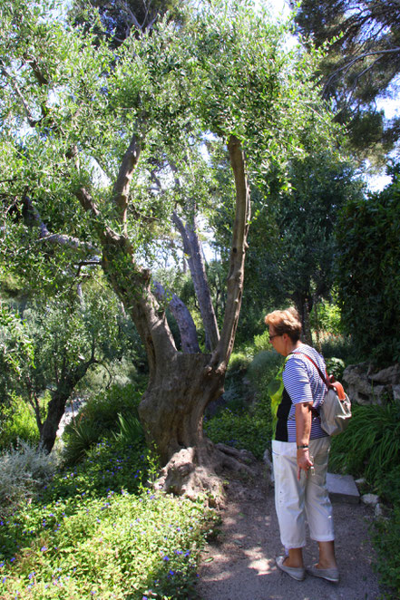 Bild:im provencialischen Garten des Musée Ephrussi de Rothschild