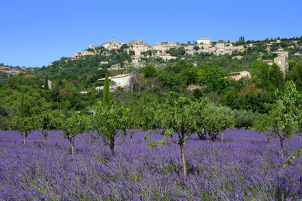 Bild: Lavendeltour hier unterhalb Gordes