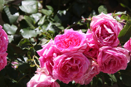 Bild: Jardin de l´Abbaye de Valsaintes, Simiane-la-Rotonde