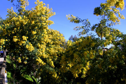 Bild: Mimosenblüte in Bormes-les-Mimosas