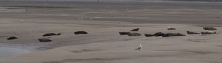 Bild: Seehunde