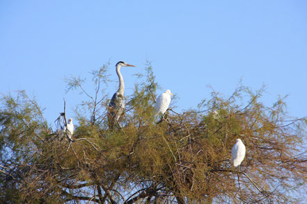 Bild: Parc ornithologique de Pont-de-Gau