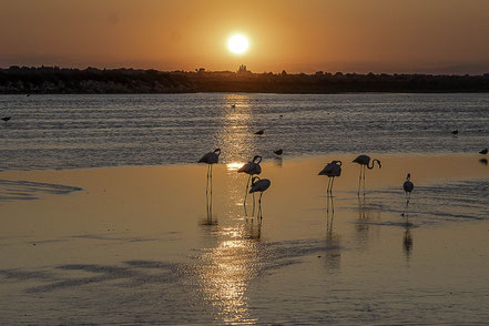 Bild: Flamingos in der Camargue in Saintes-Maries-de-la-Mer 