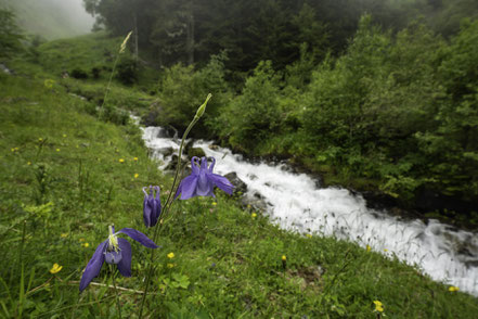 Bild: Auf der Fahrt zum Pic du Midi de Bigorre, hier Flora