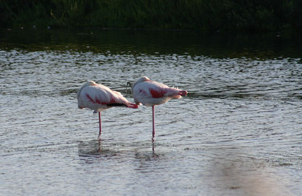 Bild: Flamingos in der Camargue