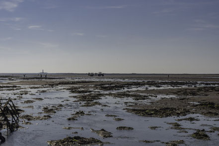 Bild: Austernbänke in Gouville-sur-Mer